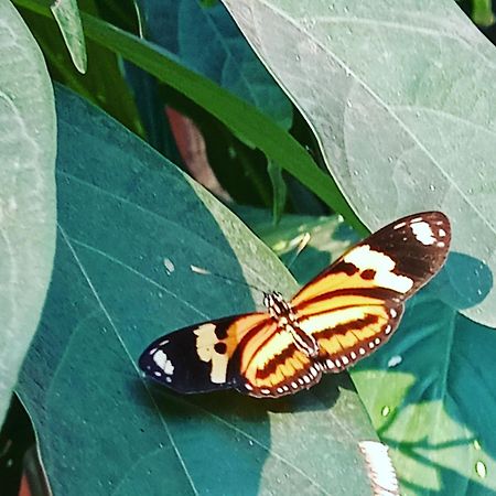 Posada Maria Iguazu Пуерто-Іґуасу Екстер'єр фото