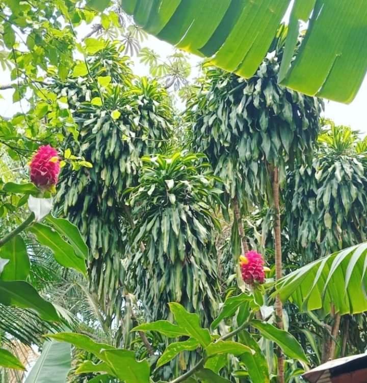Posada Maria Iguazu Пуерто-Іґуасу Екстер'єр фото