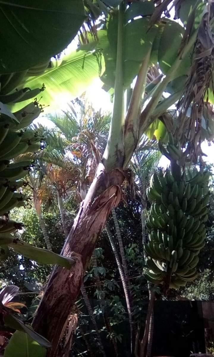 Posada Maria Iguazu Пуерто-Іґуасу Екстер'єр фото