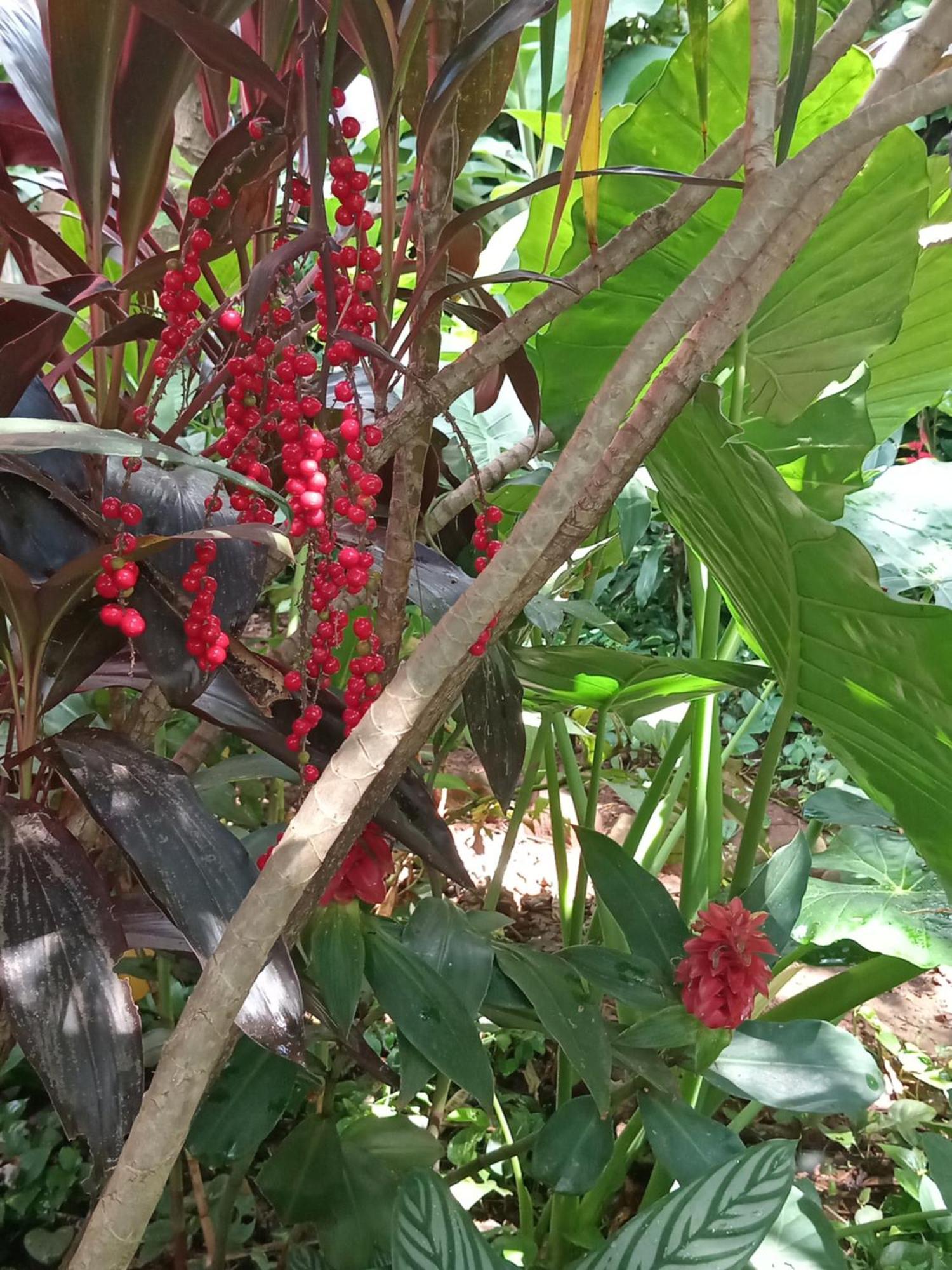 Posada Maria Iguazu Пуерто-Іґуасу Екстер'єр фото